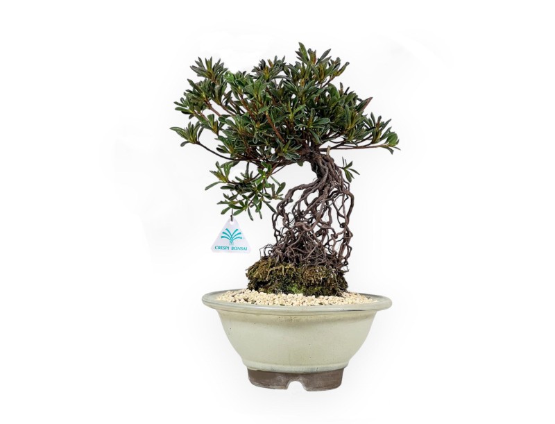 Rhododendron Indicum - Hotaka-no-Mai - Azalée - 36 cm