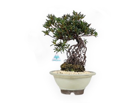 Rhododendron Indicum - Hotaka-no-Mai - Azalée - 36 cm