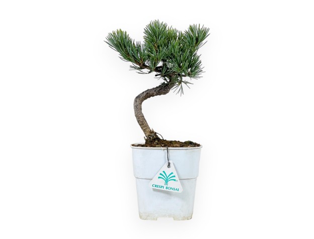 Pinus Pentaphylla - Den - 28 cm