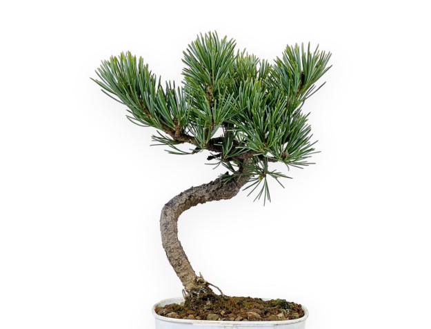 Pinus Pentaphylla - Den - 28 cm 2