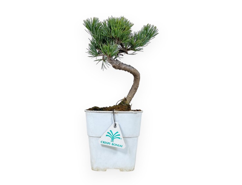 Pinus Pentaphylla - Pine five needles - 28 cm