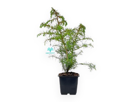 Cryptomeria Japonica Elegans - 36 cm