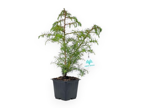 Cryptomeria Japonica Elegans - 36 cm