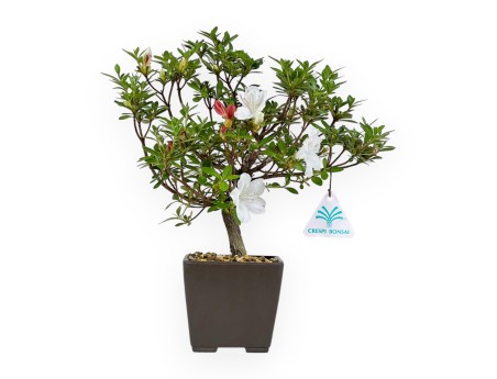 Rhododendron Indicum - Azalea - 27,5 cm