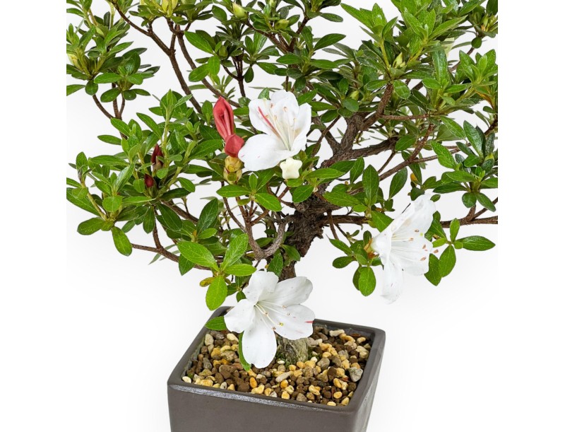 Rhododendron Indicum - Azalea - 27,5 cm