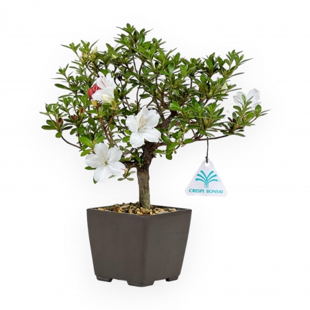 Rhododendron Indicum - Azalea - 27,5 cm