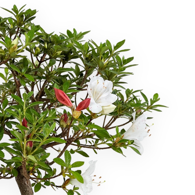 Rhododendron Indicum - Azalée - 27,5 cm