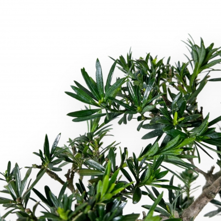 Podocarpus Macrophylla - Podocarp - 37 cm