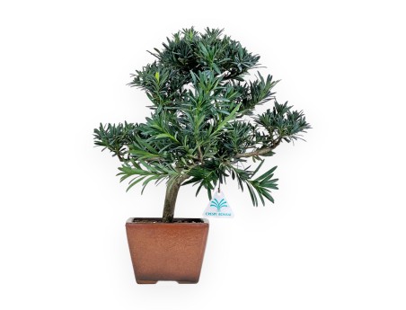 Podocarpus Macrophylla - Podocarp - 44 cm