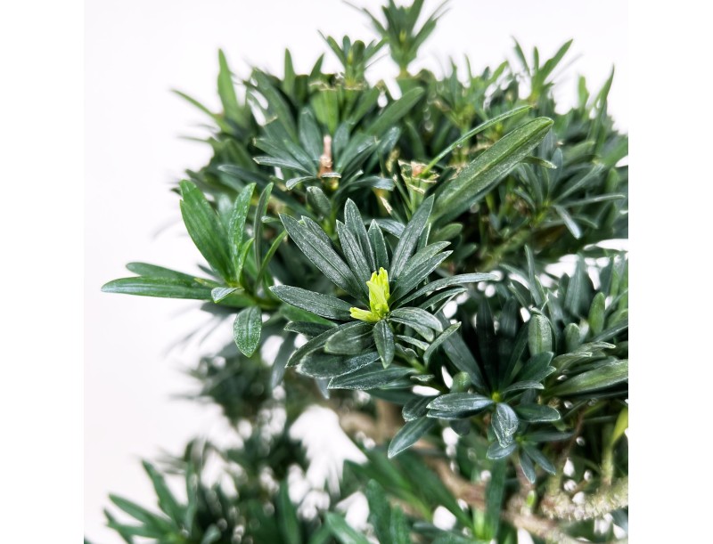Podocarpus Macrophylla - Podocarp - 44 cm