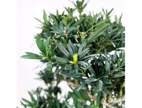 Podocarpus Macrophylla - Podocarpe - 44 cm