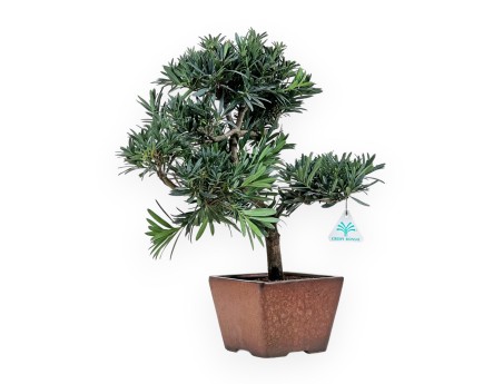 Podocarpus Macrophylla - Podocarpo - 44 cm