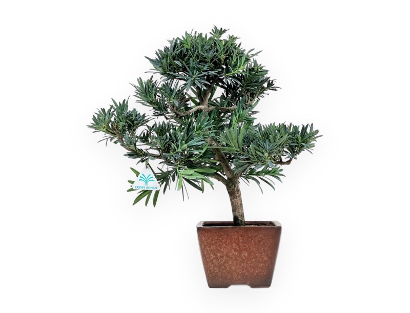 Podocarpus Macrophylla - Podocarpe - 44 cm