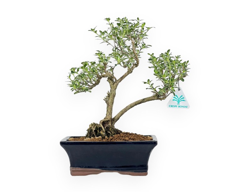 Serissa Foetida Variegata - Serissa - 32 cm