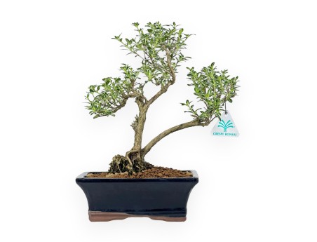 Serissa Foetida Variegata - Serissa - 32 cm