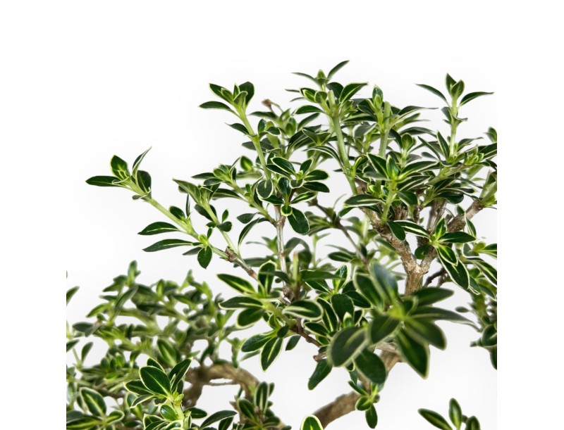 Serissa Foetida Variegata - Serissa - 32 cm