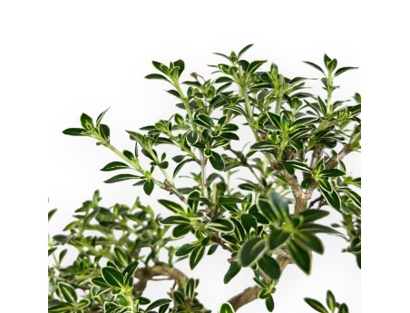 Serissa Foetida Variegata - Serissa - 32 cm