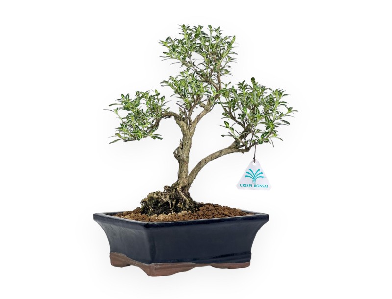 Serissa Foetida Variegata - Serissa - 32 cm