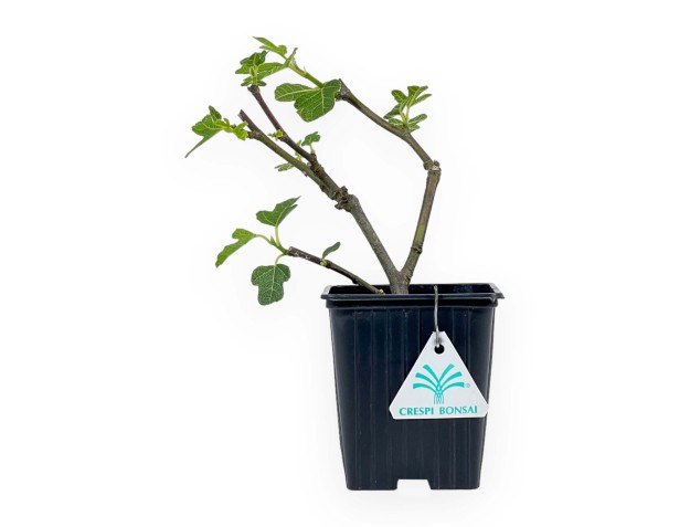 Ficus Carica Brown Turkey - Figuier - 21 cm