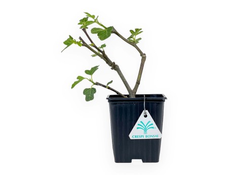 Ficus Carica Brown Turkey - Fico - 21 cm