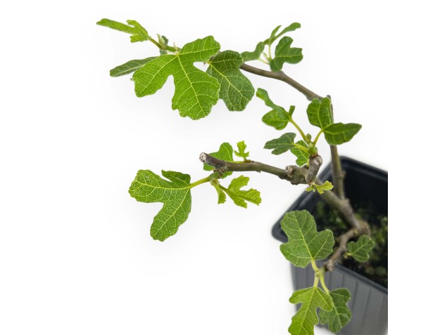 Ficus Carica Brown Turkey - Fig - 21 cm 2