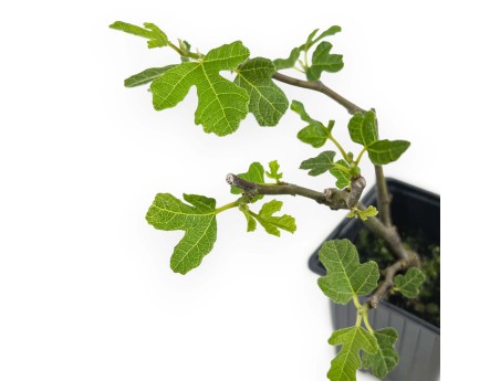 Ficus Carica Brown Turkey - Fico - 21 cm
