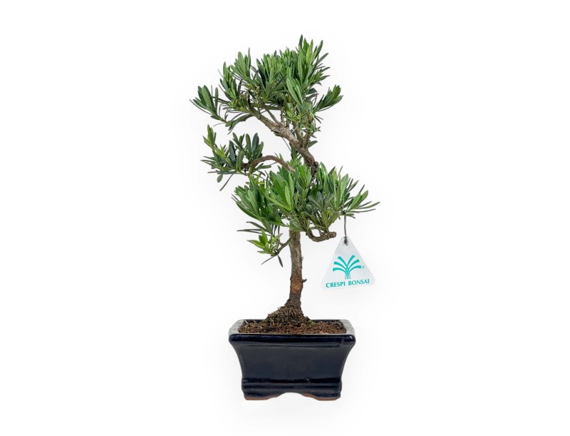 Podocarpus Macrophylla - Podocarpo - 37 cm