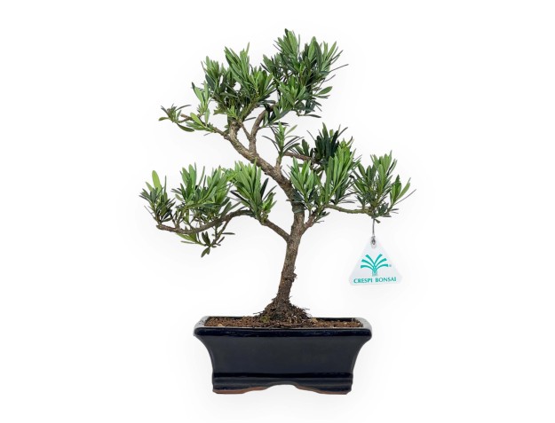 Podocarpus Macrophylla - Podocarp - 37 cm