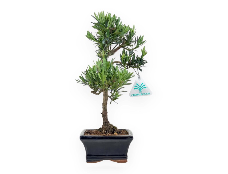 Podocarpus Macrophylla - Podocarpo - 37 cm