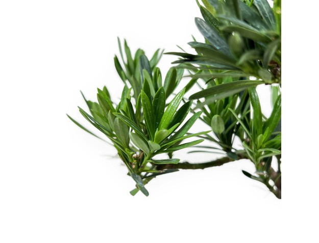Podocarpus Macrophylla - 37 cm 2
