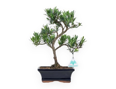 Podocarpus Macrophylla - 37 cm