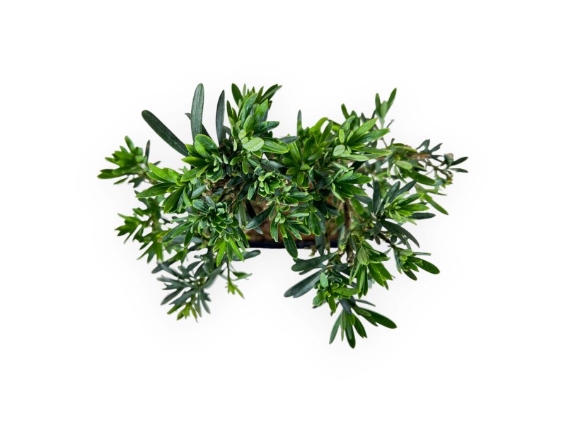 Podocarpus Macrophylla - 37 cm