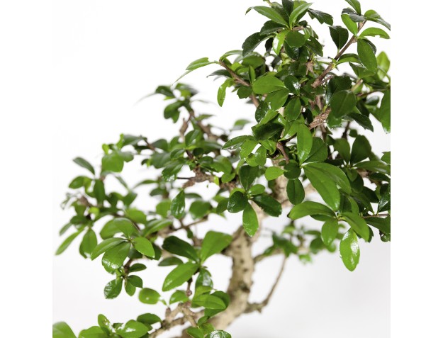 Carmona macrophylla - Pianta del tè - 37 cm 2