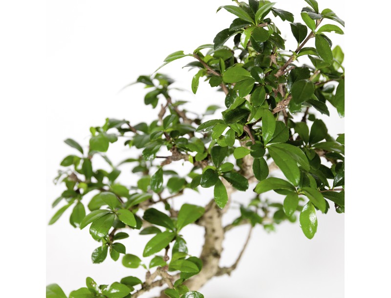 Carmona macrophylla - Fukientee - 37 cm