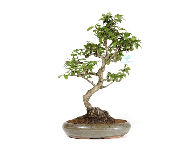 Carmona macrophylla - Tea tree - 37 cm