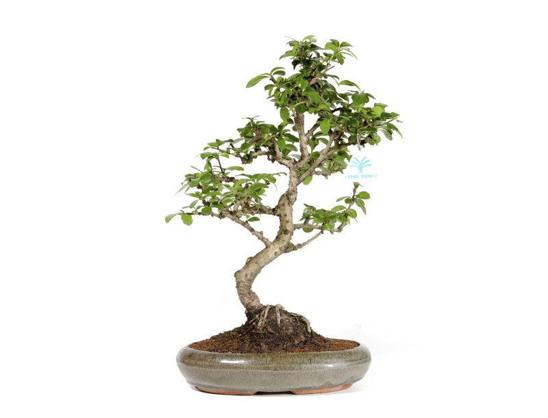 Carmona macrophylla - Fukientee - 37 cm