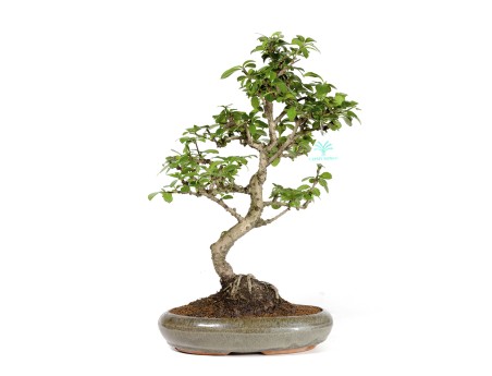 Carmona macrophylla - Arbre à thé - 37 cm