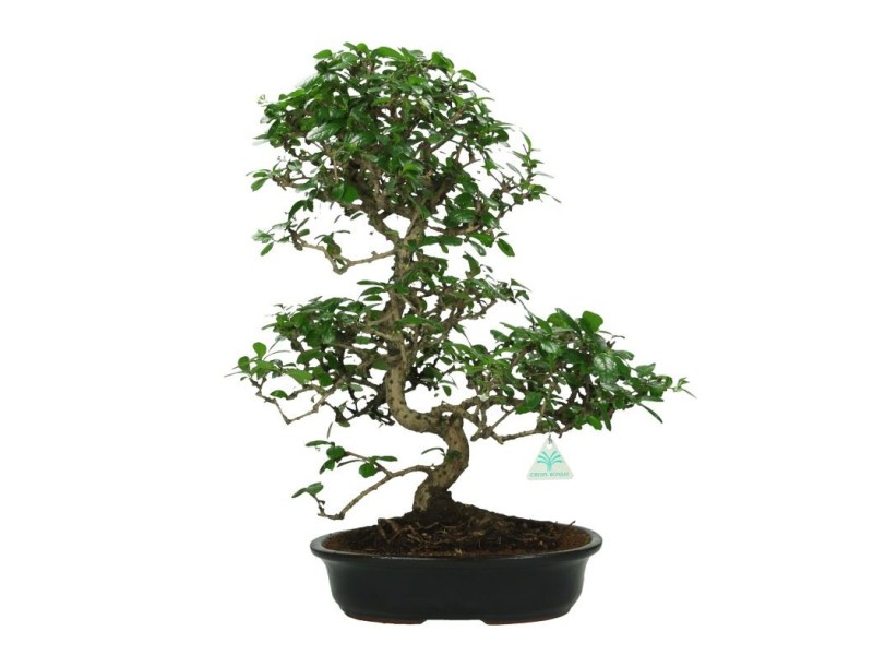 Carmona macrophylla -  Pianta del tè - 59 cm