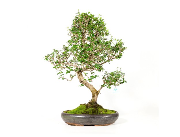 Carmona macrophylla - Pianta del tè - 70 cm