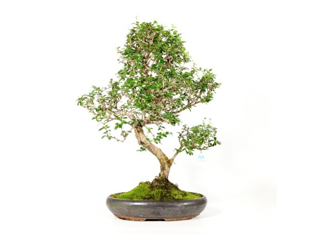 Carmona macrophylla - Funkientree - 70 cm