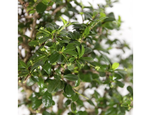 Carmona macrophylla -  Tea tree - 70 cm 2