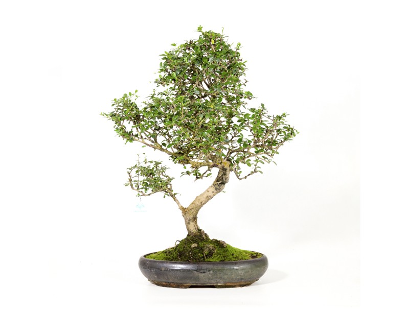 Carmona macrophylla - Funkientree - 70 cm