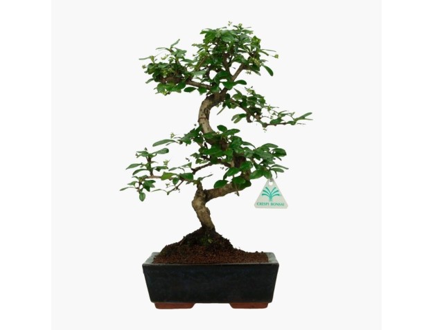 Carmona macrophylla -  Funkientree - 35 cm 2