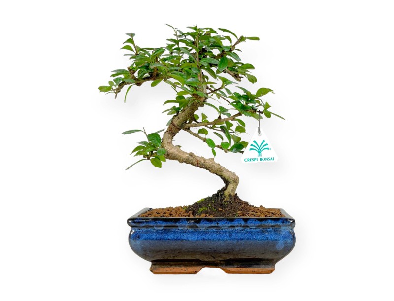 Carmona macrophylla -  Pianta del tè - 35 cm