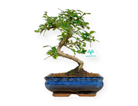 Carmona macrophylla - Arbre à thé - 35 cm