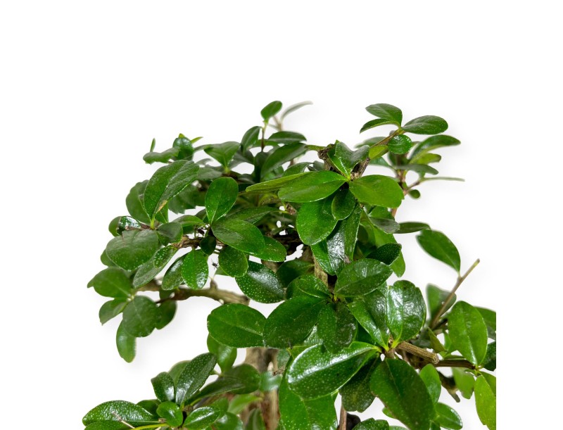 Carmona macrophylla - Tea tree - 35 cm