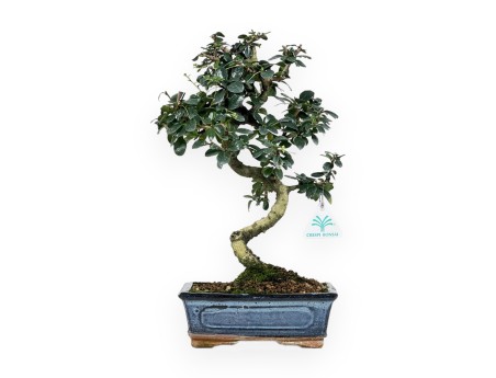 Carmona macrophylla -  Funkientree - 35 cm