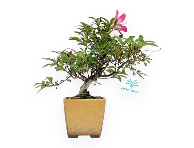 Rhododendron Indicum - Azalea - 24 cm