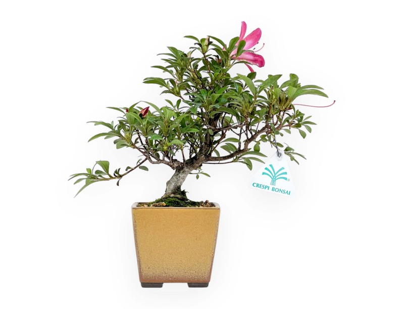 Rhododendron Indicum - Azalea - 24 cm