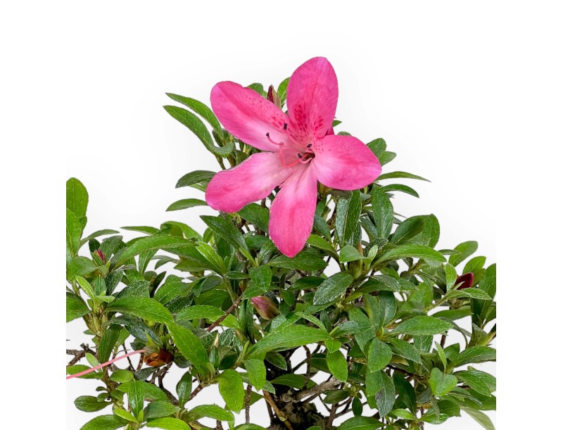 Rhododendron Indicum - Azalea - 24 cm